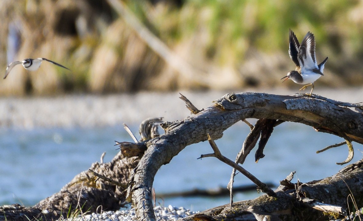Junge Flussuferläufer | © Fabian Unger