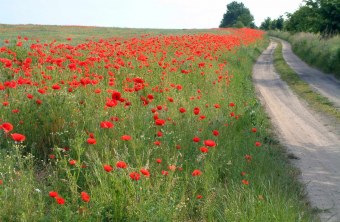 Mohnblumen auf einem Ackerrandstreifen | © Thomas Staab