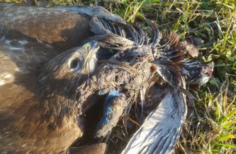 Vergifteter Maeusebussard bei Moos | © H. Tauber