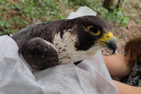 Toter Wanderfalke | © Thomas Aumer