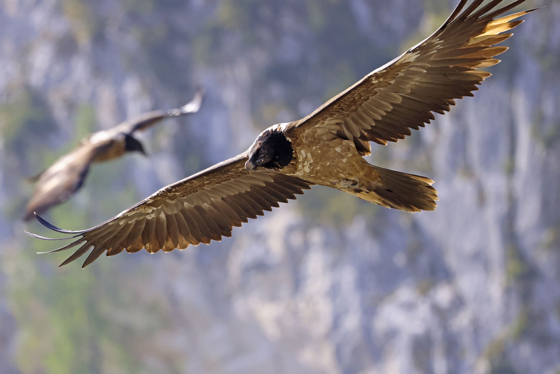 Bavaria im Flug, Wally hinten | © Markus Leitner LBV