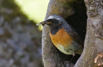 Gartenrotschwanz sitzt in einer Baumhöhle und hat Insekten im Schnabel | © Markus Gläßel