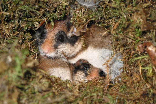 Zwei Gartenschlaefer im Nest | © Rudi Leit