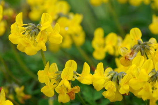 Gewöhnlicher Hornklee | © Dr. Eberhard Pfeuffer