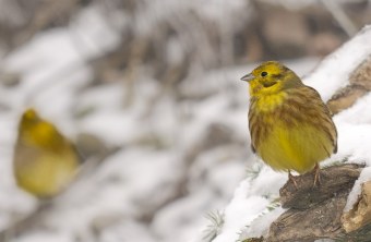 Goldammern | © Ran Fuchs