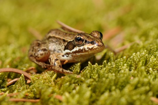 Grasfrosch auf Moos | © Dr. Eberhard Pfeuffer