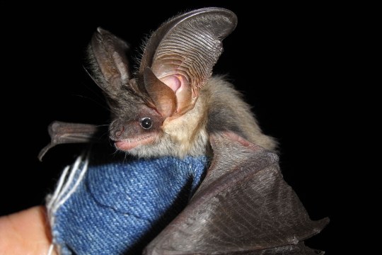 Graues Langohr (Fledermaus) wird mit einem Handschuh getragen | © Andreas Zahn
