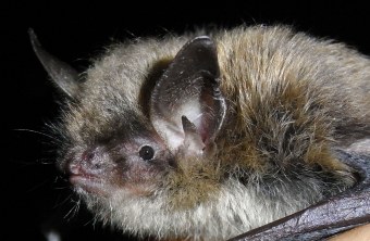 Große Bartfledermaus | © Dr. Andreas Zahn