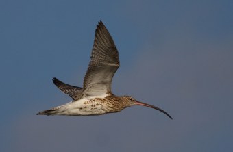 Großer Brachvogel im Flug | © Dr. Christoph Moning