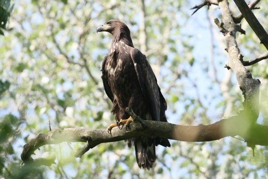 Seeadler sitzt auf einem Ast | © Zdenek Tunka