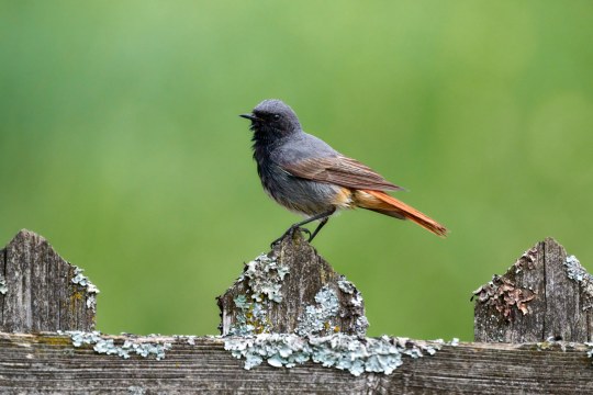 Hausrotschwanz | © Michaela Kastner