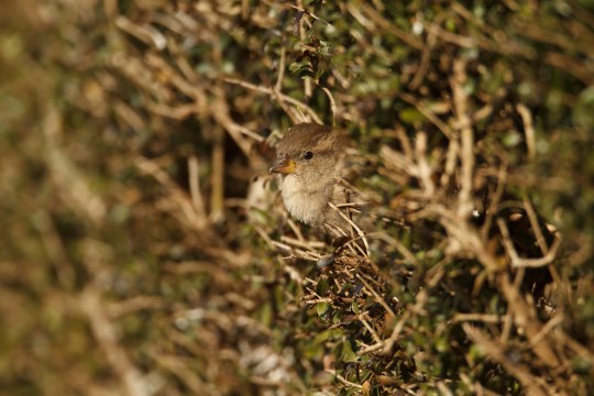 Haussperlingweibchen schaut aus einer Hecke heraus | © Rosl Rößner