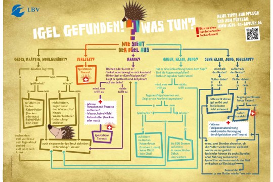 Infografik, was man im Fall eines gefundenen Igels machen muss | © BR/LBV