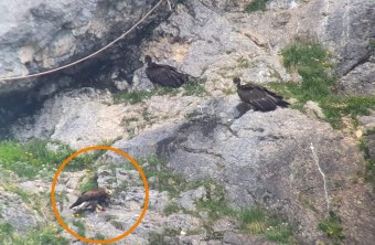 Ein Steinadler zu Besuch in der Nische | © Lukas Diehl