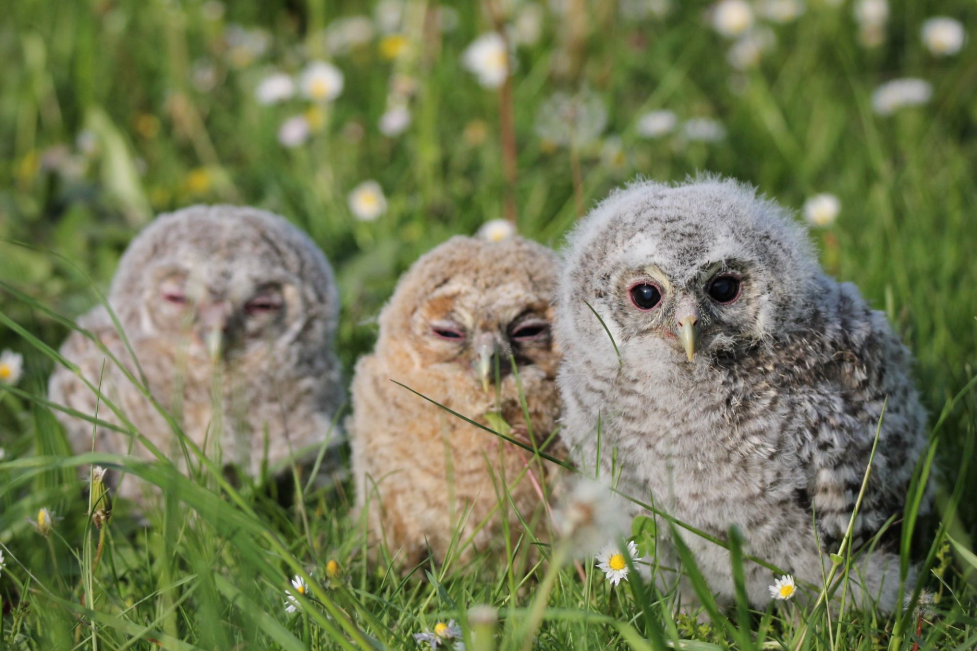 Käuze Vogelstation | © F. Baer