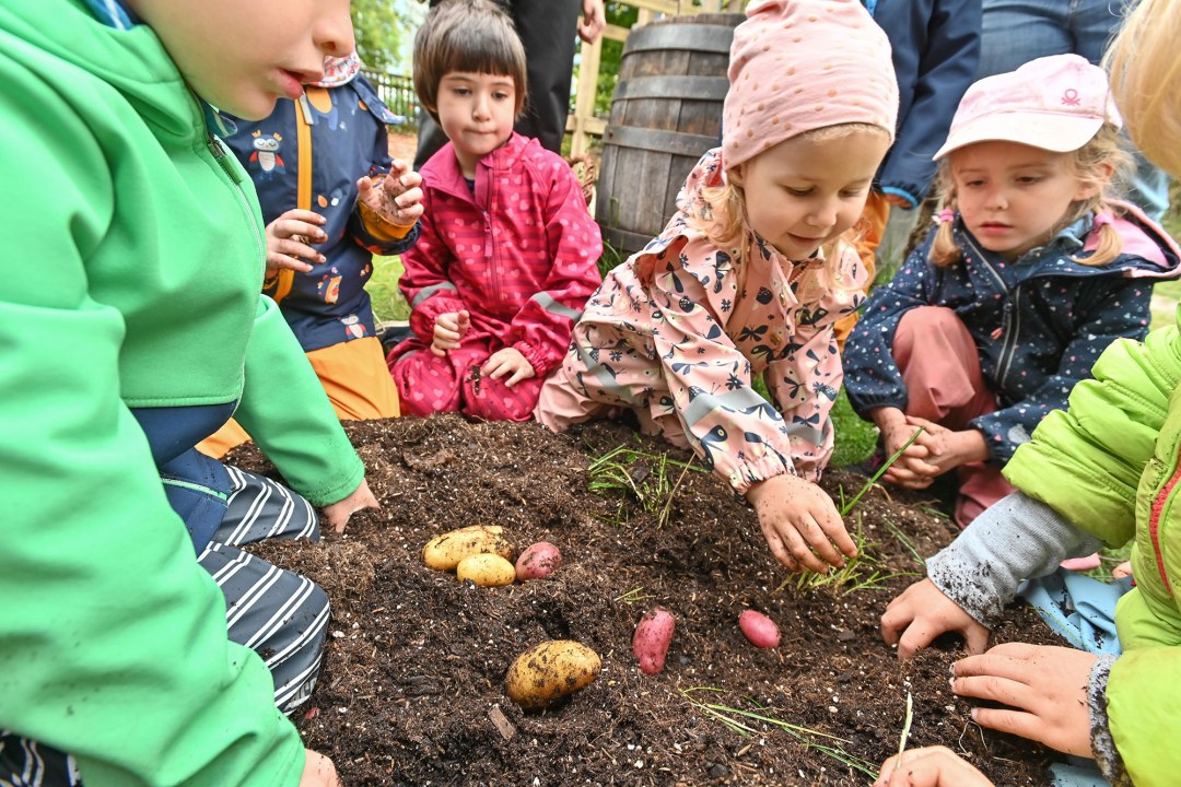 Kinder bei der Kartoffelernte | © Tobias Tschapka