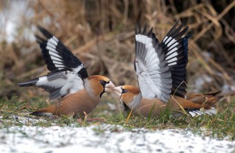 Zwei Kernbeißer sitzen am Boden und der eine füttert den anderen, die Flügel sind aufgeschlagen | © Hubert Born