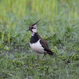 Kiebitz auf Wiese  | © Frank Derer