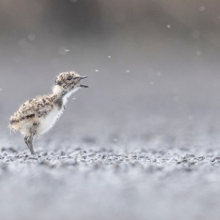 Kiebitz Jungvogel steht da und ruft | © Gunther Zieger