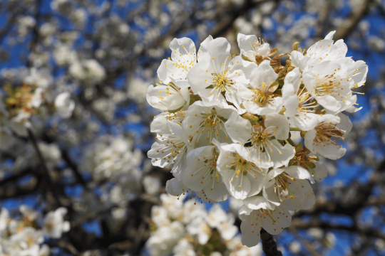 Kirschblüten | © Franziska Wenger