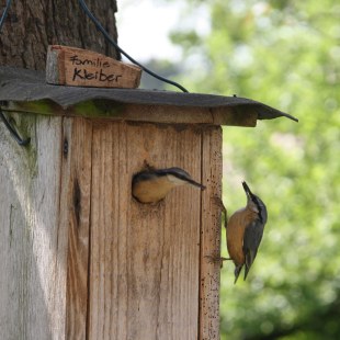 Kleiberfamilie an einem Nistkasten | © Falco Fischer