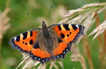 Der Kleine Fuchs hat eine orange Grundfärbung und am Vorderrand der Vorderflügel ein schwarz, gelb und weißes Fleckmuster. Am Flügelaußenrand beider Flügelpaare hat er einen blauen Fleckensaum | © Dr. Eberhard Pfeuffer