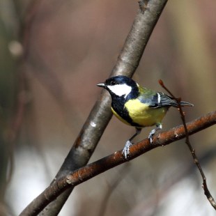 Kohlmeise | © Hans Maier