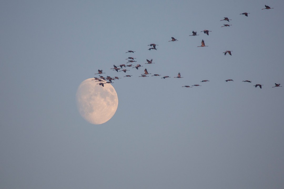 Kranichzug im Hintergrund der Mond | © Gunther Zieger