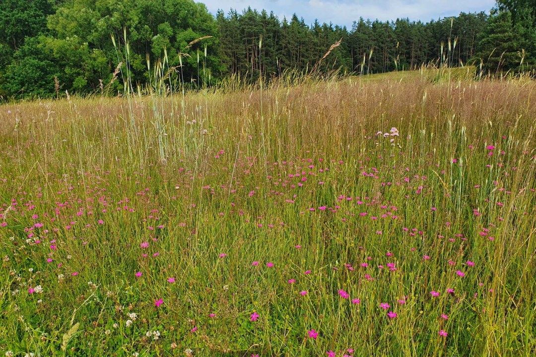 Überwucherter Magerrasen | © Patricia Danel