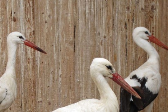 Drei Weißstörche in der Vogelstation Regenstauf | © Christian Stierstorfer
