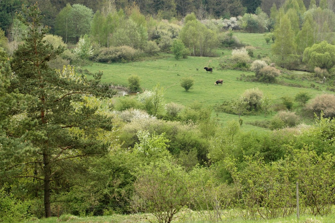 LBV Schutzgebiet Grubenfelder Leonie | © Eva Schubert