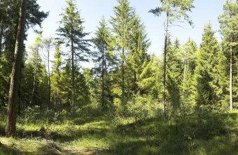 Wiedergeltinger Wäldchen | © LBV