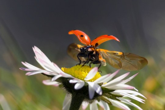 Marienkäfer im Abflug | © Andreas Giessler