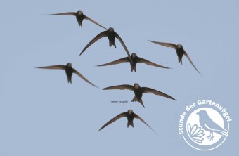 7 Mauersegler im Flug | © Zdenek Tunka