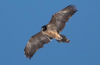 Nepomuk im November 2025 | © Nico Schmidt