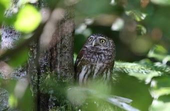 Sperlingskauz auf einem Ast im Wald | © Dr. Christoph Moning