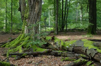 Totholz neben lebenden Bäumen im Naturschutzgebiet Rohrberg im Spessart | © Dr. Eberhard Pfeuffer