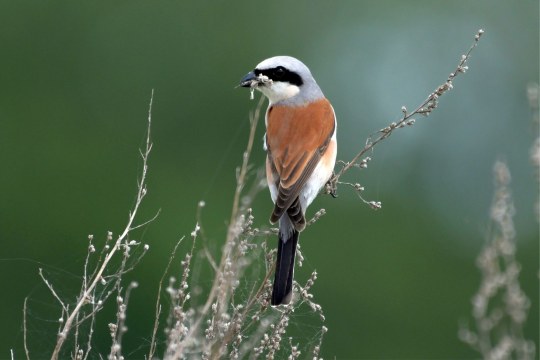 Neuntöter auf Blühfläche | © Hartwig Brönner