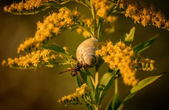 Neuburg-Schrobenhausen | © Olena Romanova (Neuburg-Schrobenhausen)