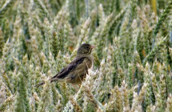 Ortolan Jungvogel sitzt auf Getreidehalmen |© H. Vorberg