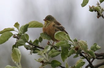 Wenig singfreudiges Ortolan-Männchen sitzt bei kaltem Regenwetter auf einem Apfelbaum |© M. Hartmann
