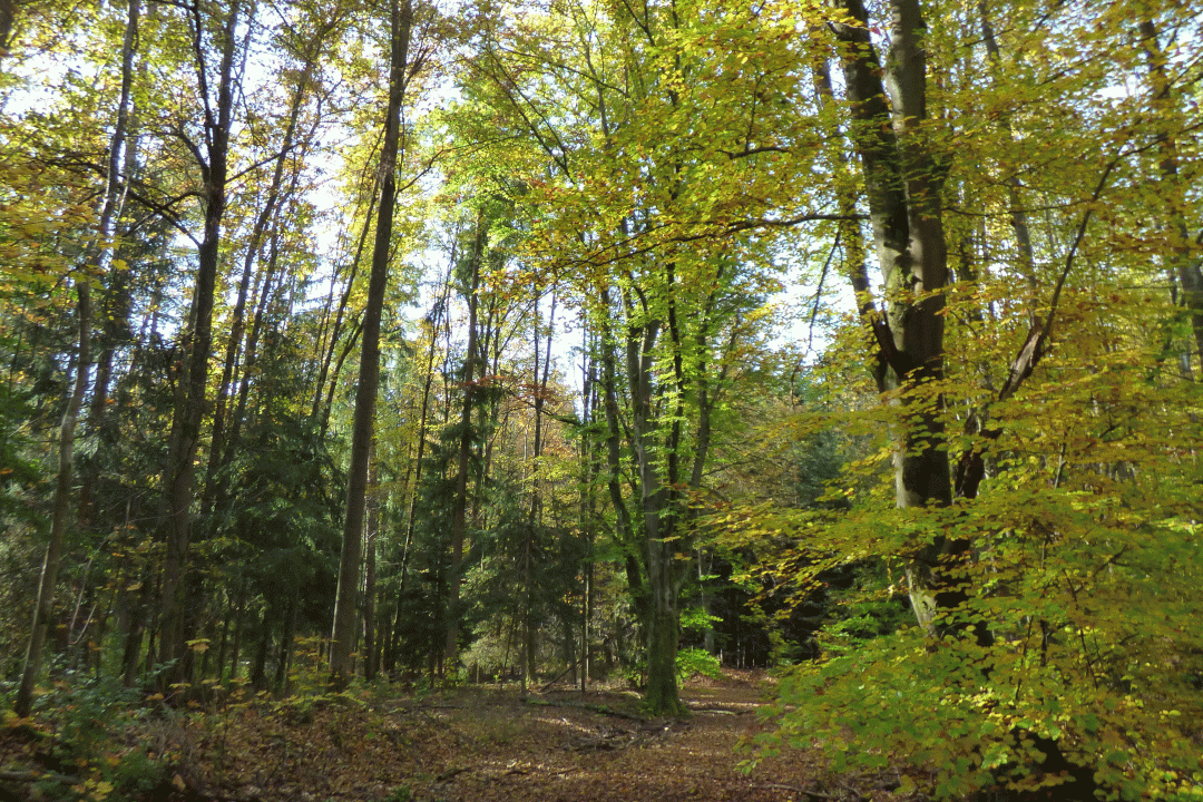 Brombachsee Wald | © LBV