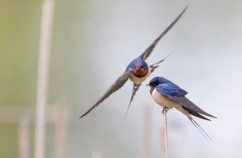 Rauchschwalben | © Markus Glaessel