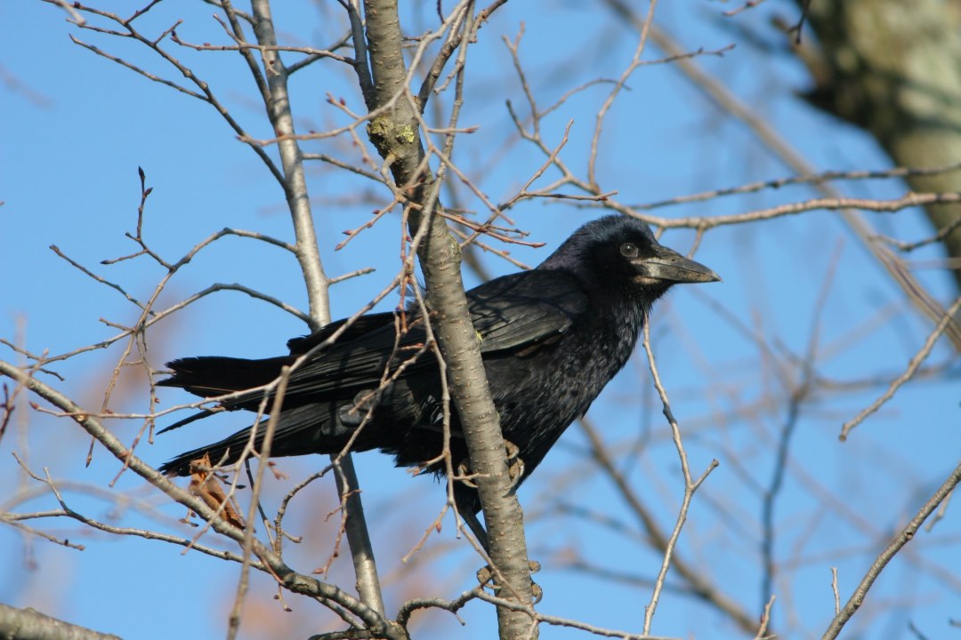 Saatkrähe | ©Tunka Zdenek