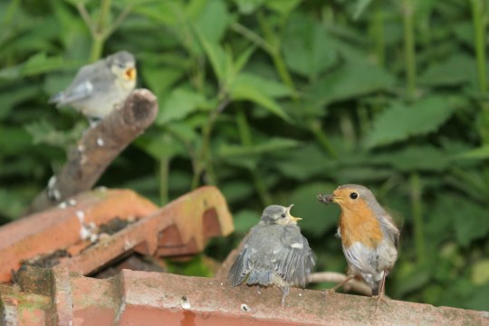 Rotkehlchen füttert juvenile Blaumeisen | © Hans-Joachim Fünfstück