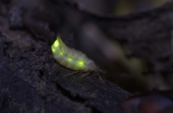 Glühwürmchen bei Nacht | © Erich Obster