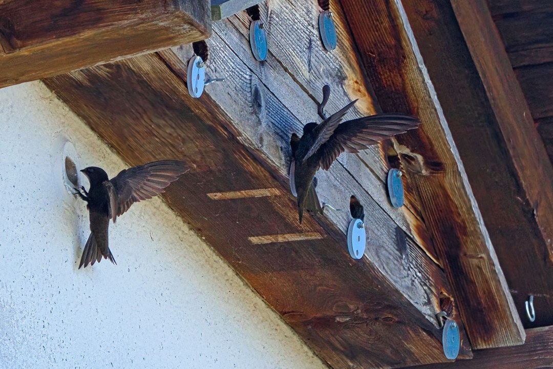 Mauersegler unterm Dach | © Richard Straub
