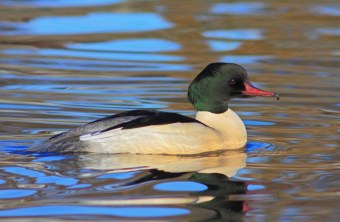 Gänssägermännchen im Prachtkleid | © Stefan Masur
