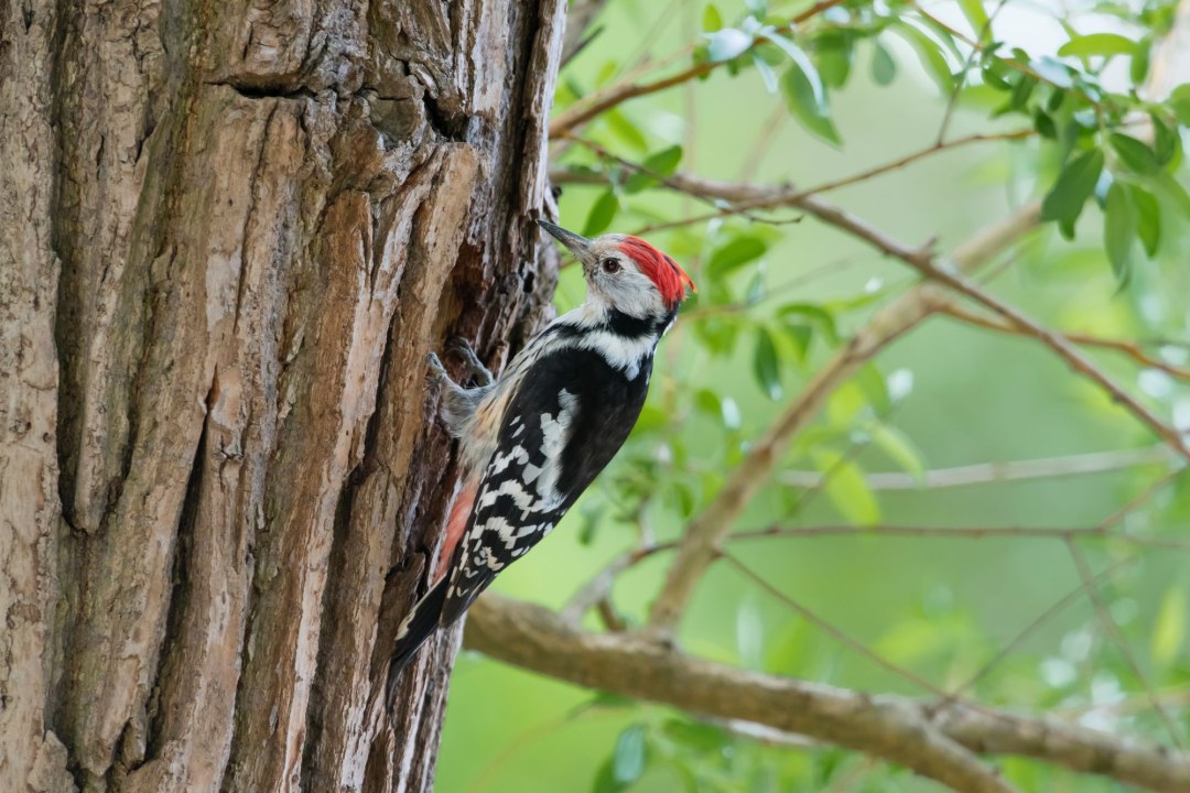 Mittelspecht | © Christoph Bosch
