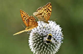 Zwei Perlmuttfalter und eine Hummel | © Sigrid Pfeifer